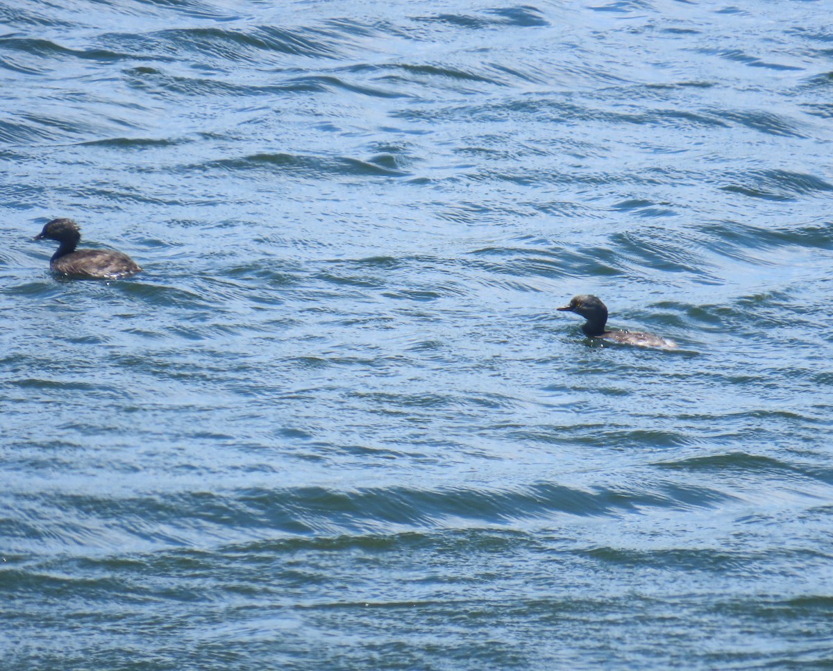 Least Grebe - ML645714013