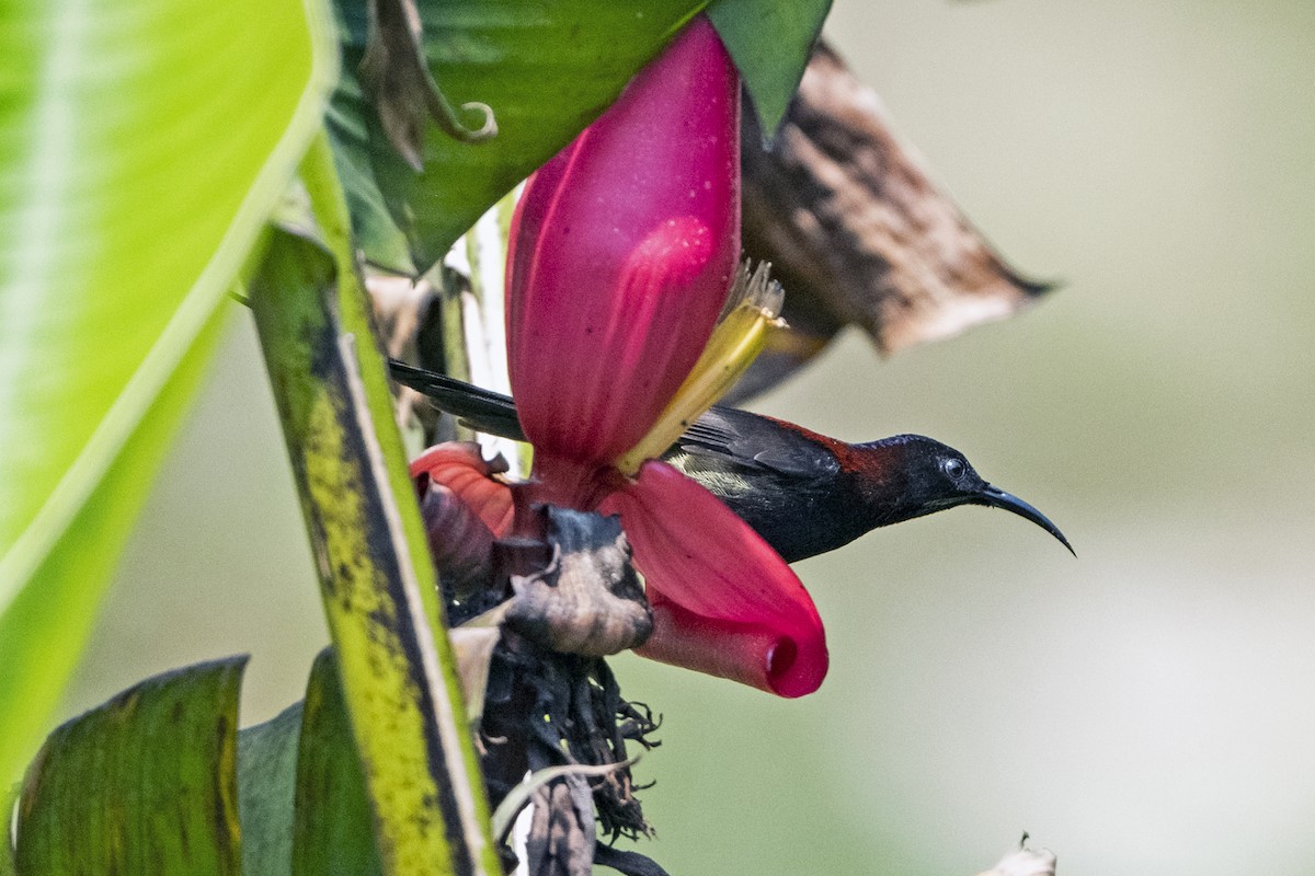 Black-throated Sunbird (Black-throated) - ML645714018