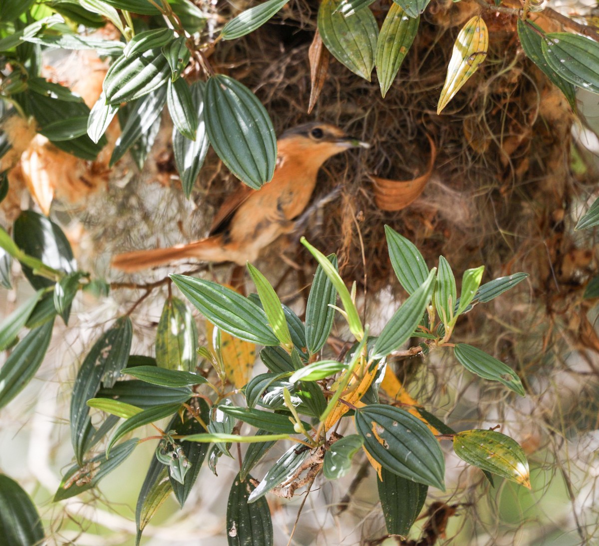 Бекард каштановий - ML645714019