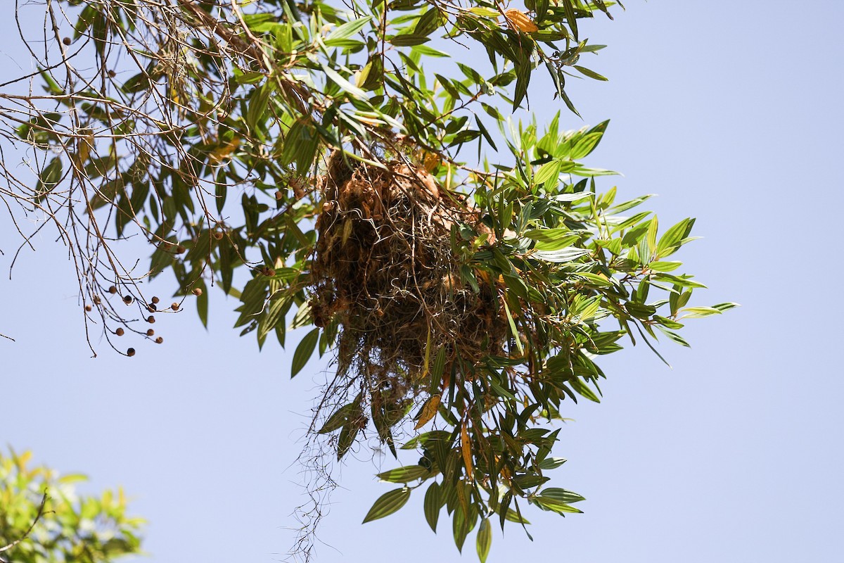 Бекард каштановий - ML645714020