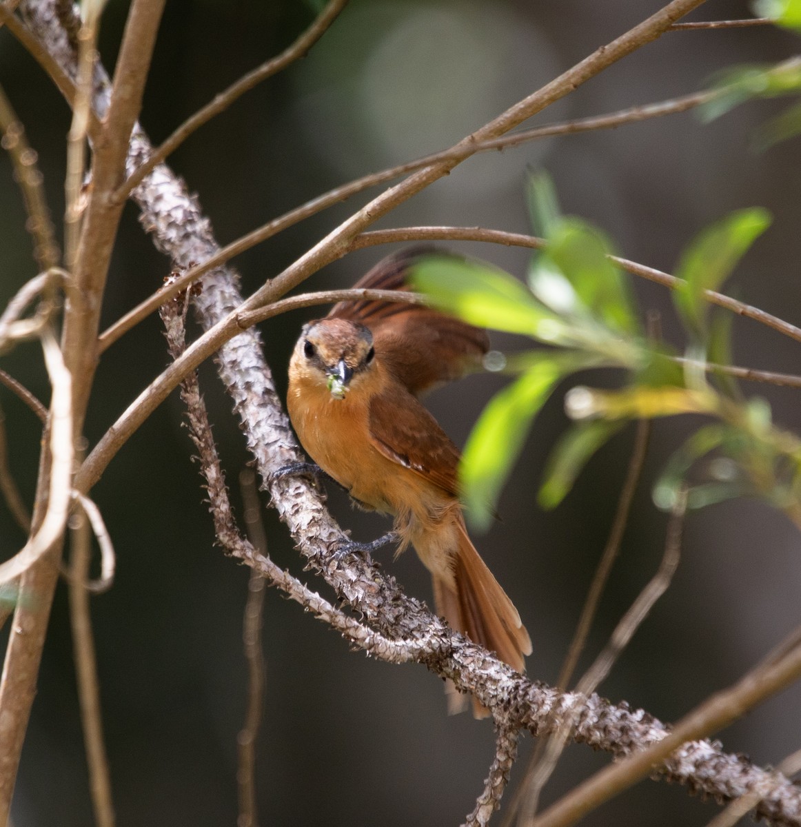 Бекард каштановий - ML645714021