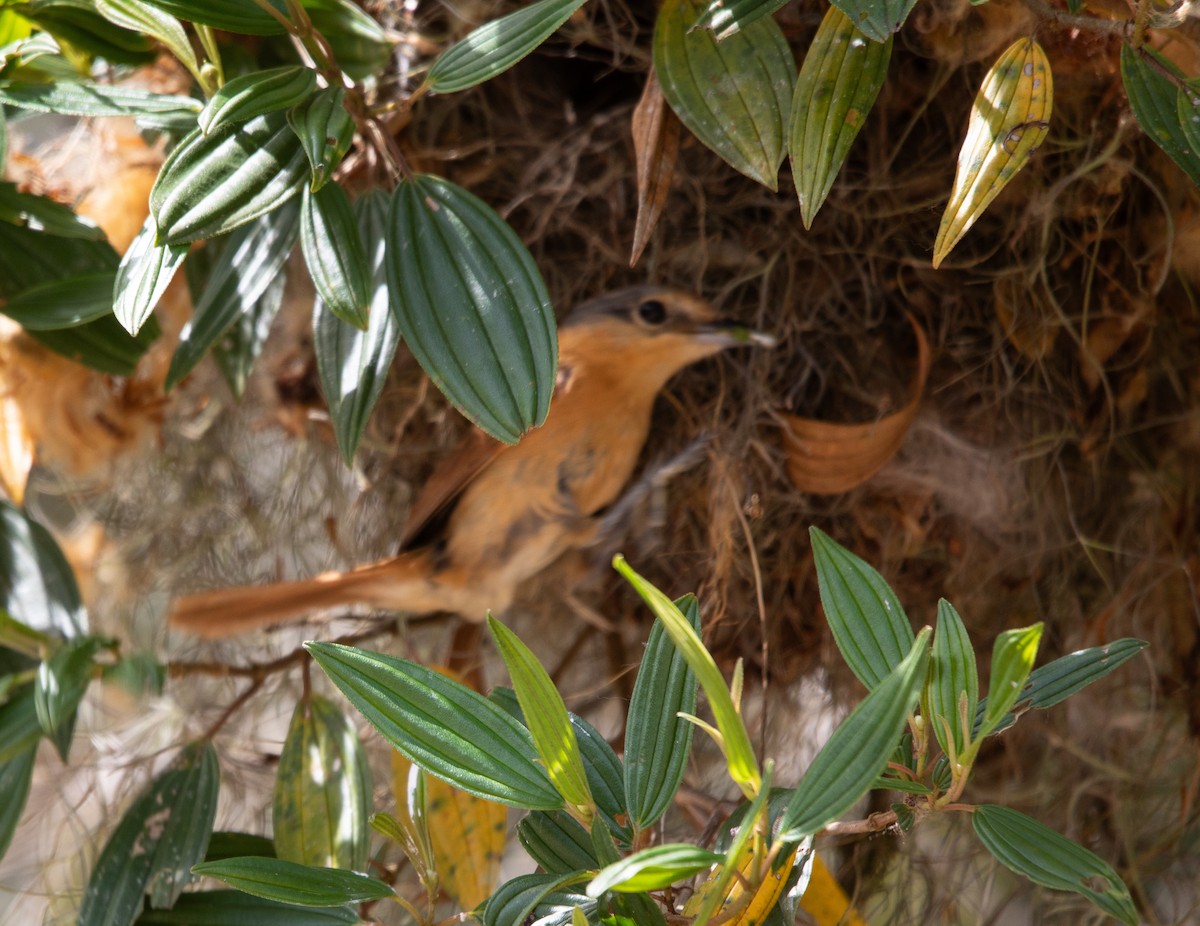 Бекард каштановий - ML645714022