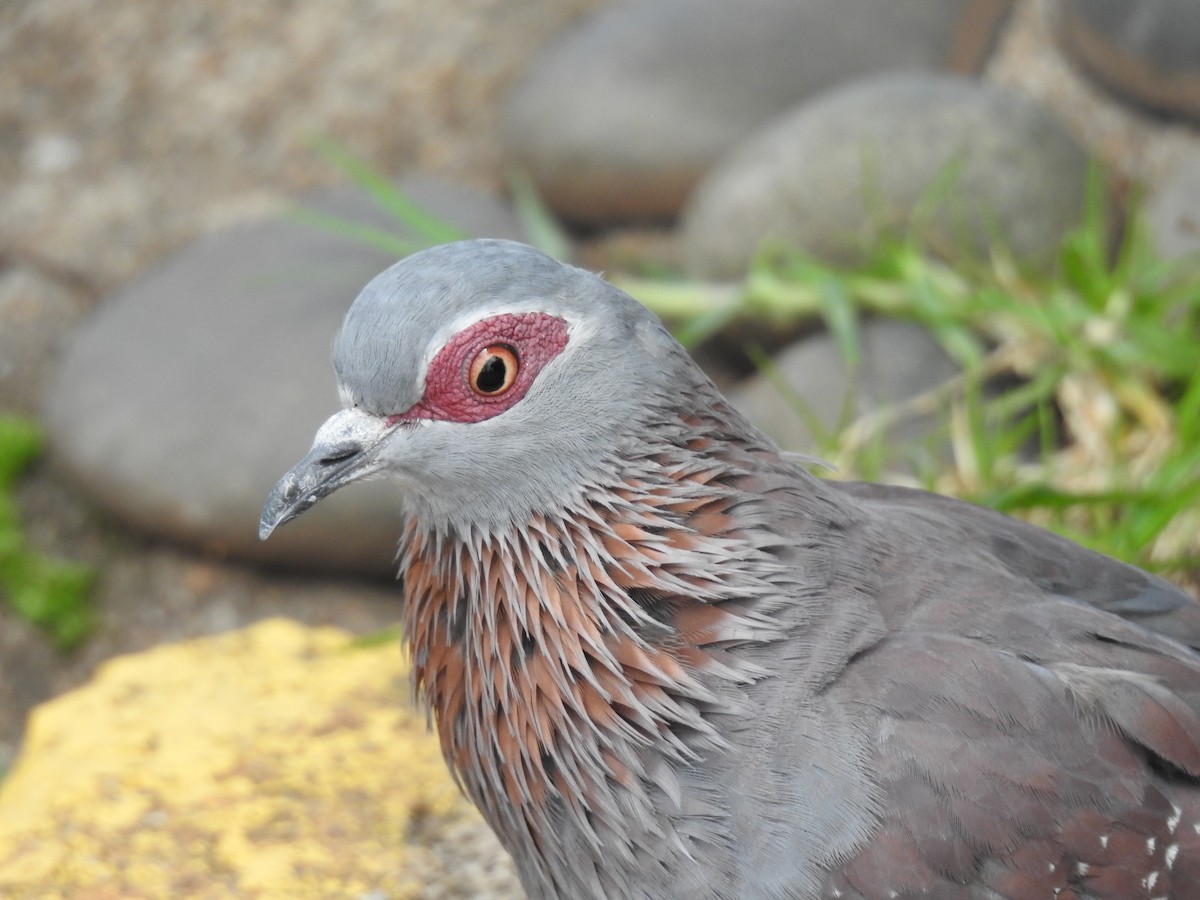 Speckled Pigeon - ML645714023