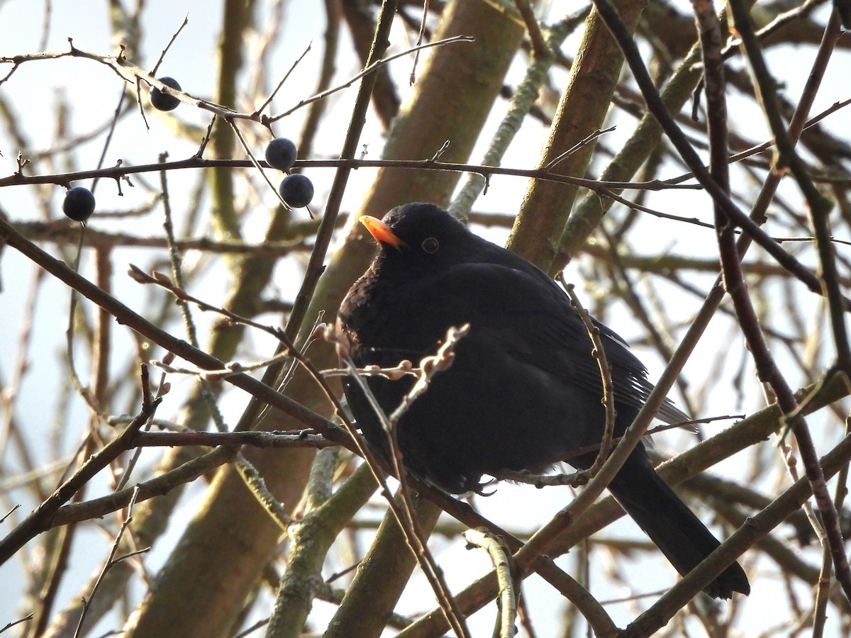 Eurasian Blackbird - ML645714029