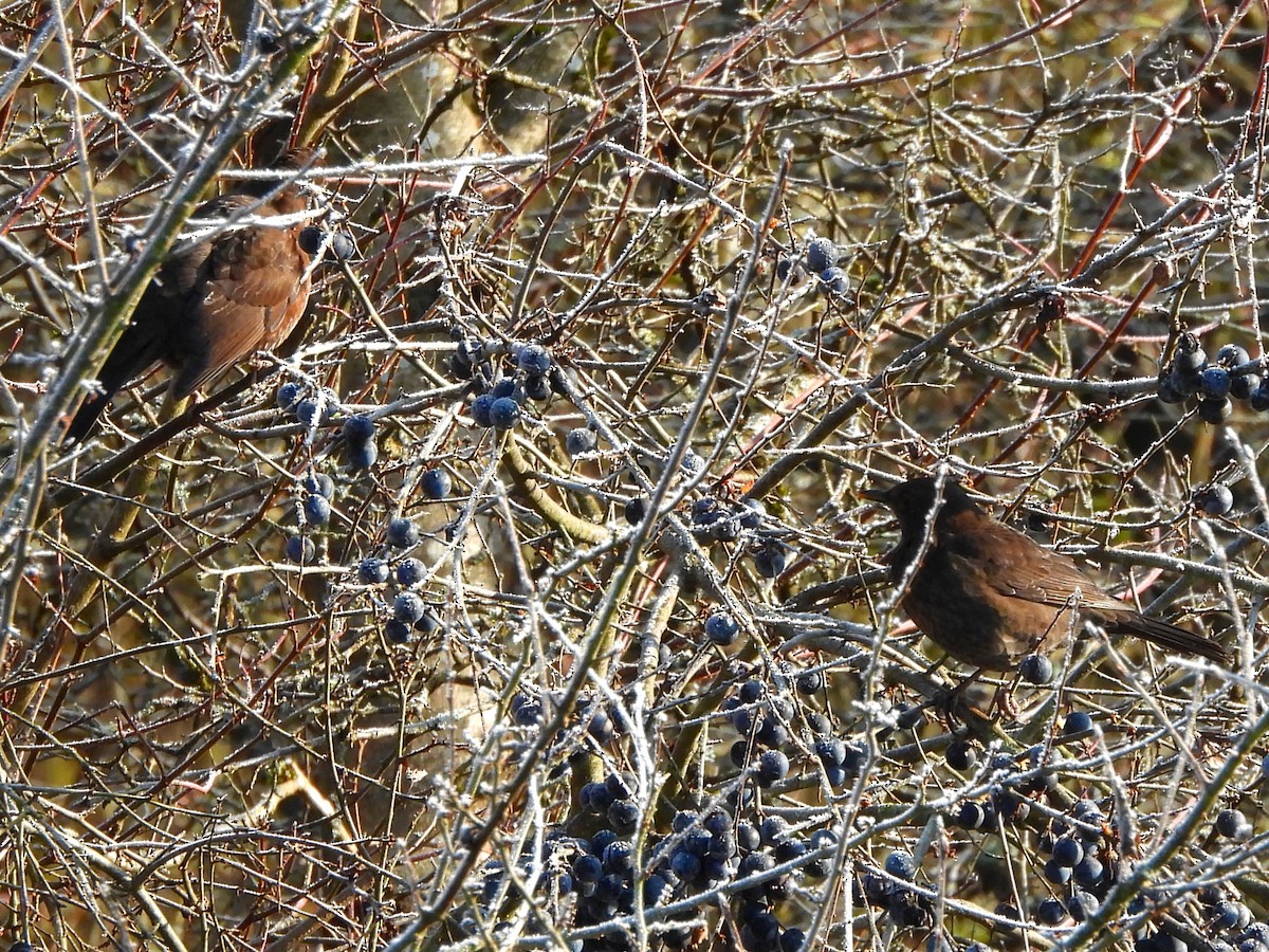 Eurasian Blackbird - ML645714030