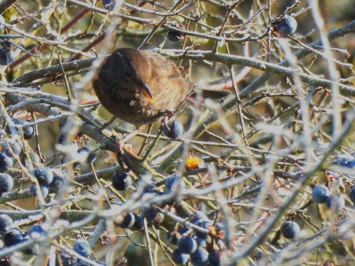 Eurasian Blackbird - ML645714031