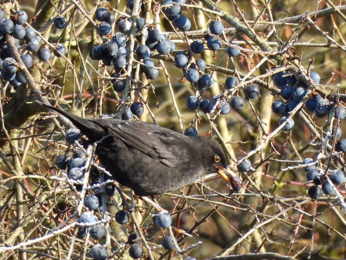 Eurasian Blackbird - ML645714032
