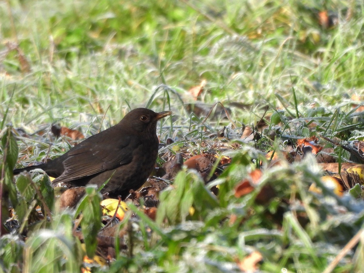 Eurasian Blackbird - ML645714033