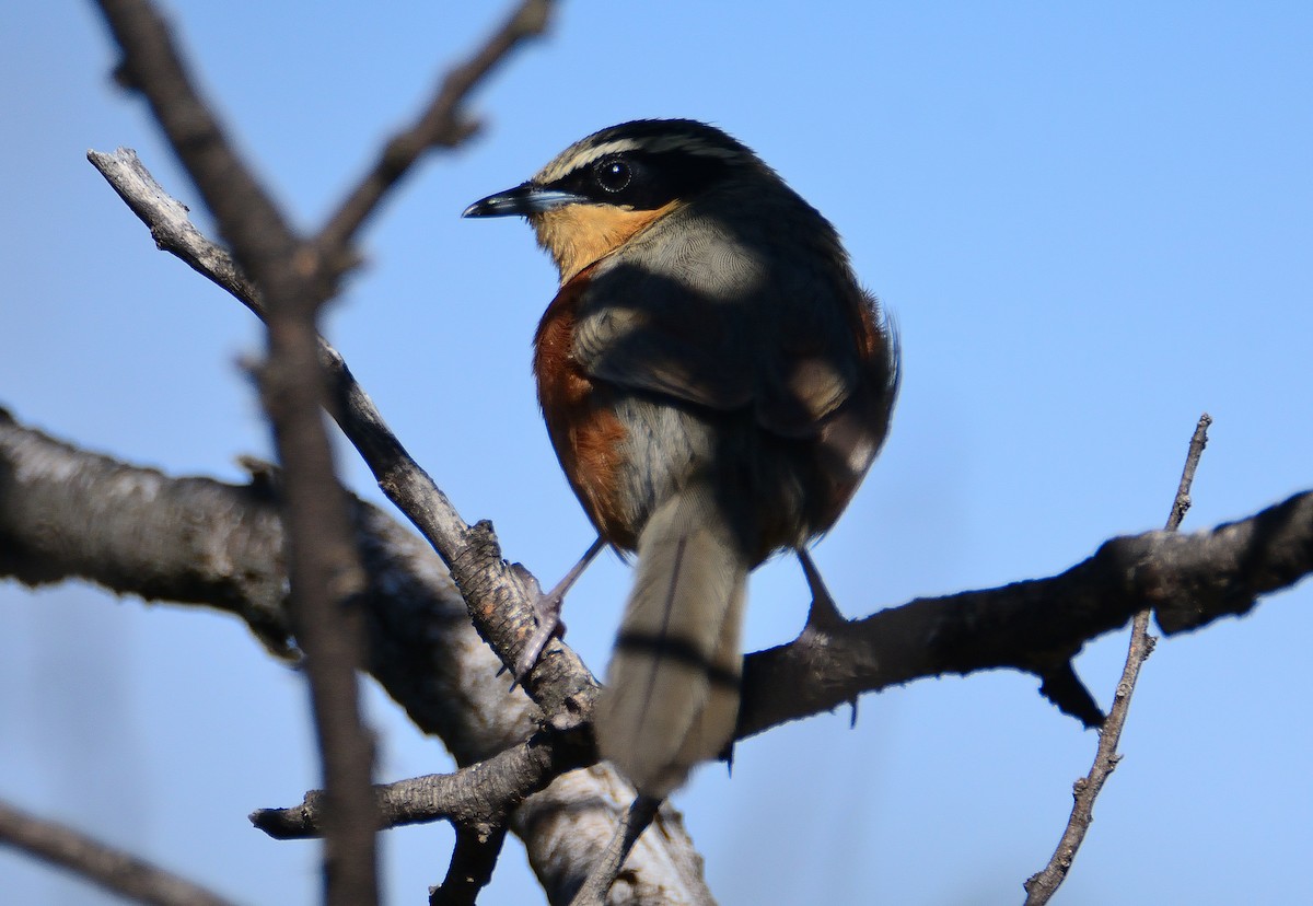 Zeytin Tepeli Hilalgerdan - ML645714036