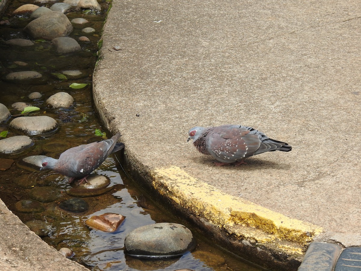Speckled Pigeon - ML645714037