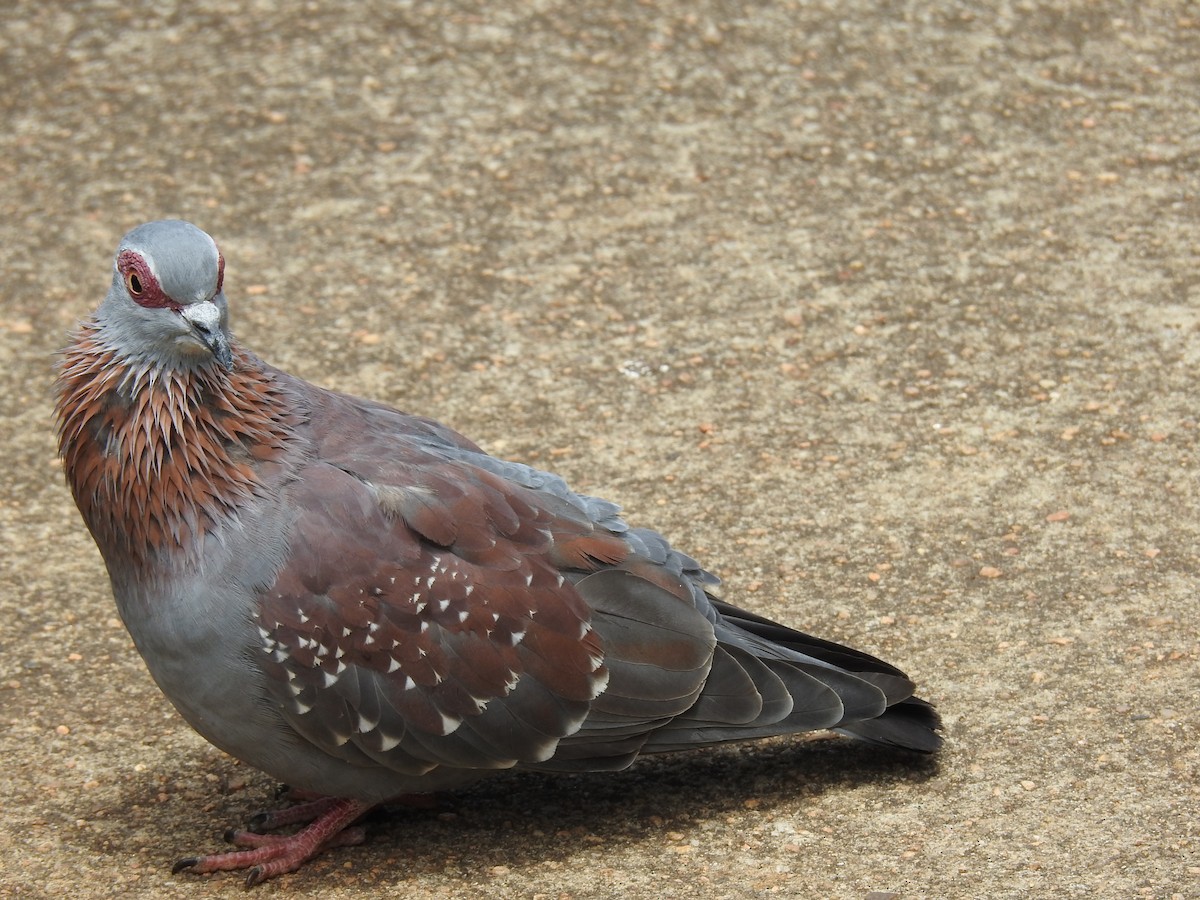 Speckled Pigeon - ML645714041