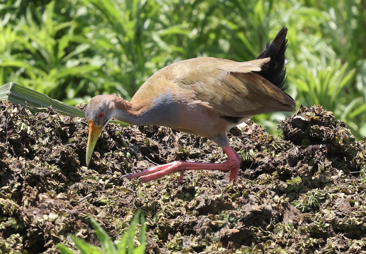 Giant Wood-Rail - ML645714042
