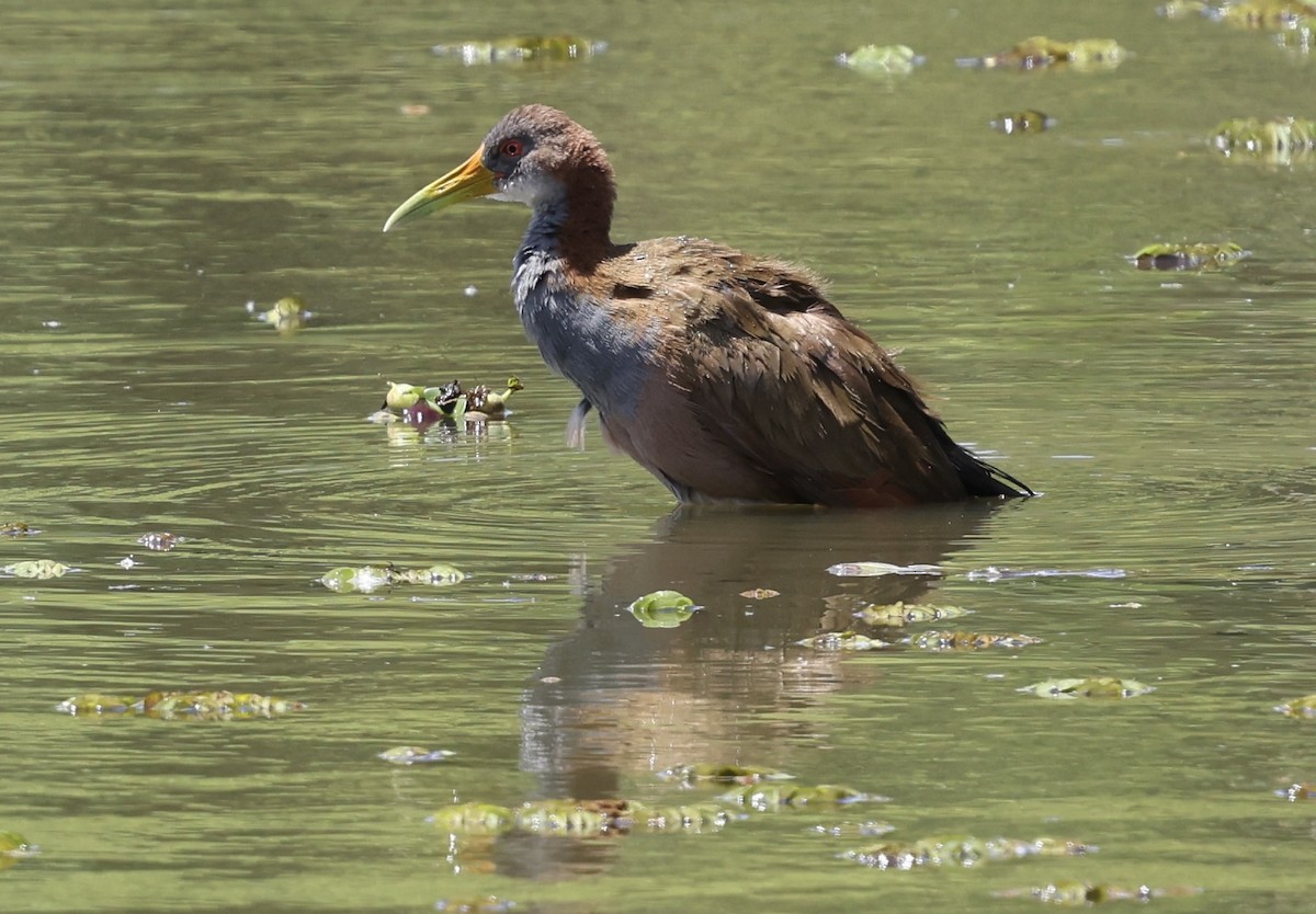 Giant Wood-Rail - ML645714043