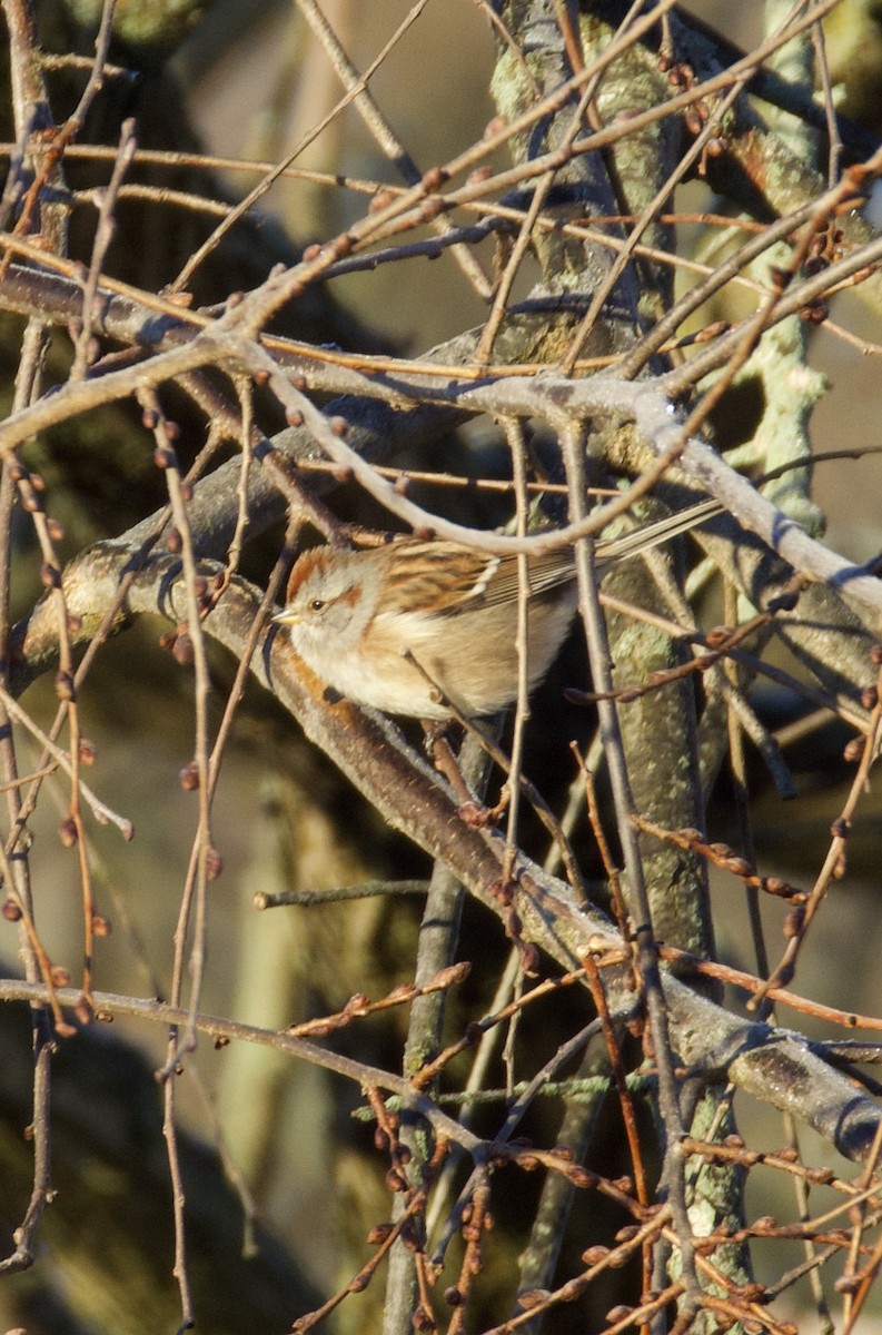 Пасовник північний - ML645714068
