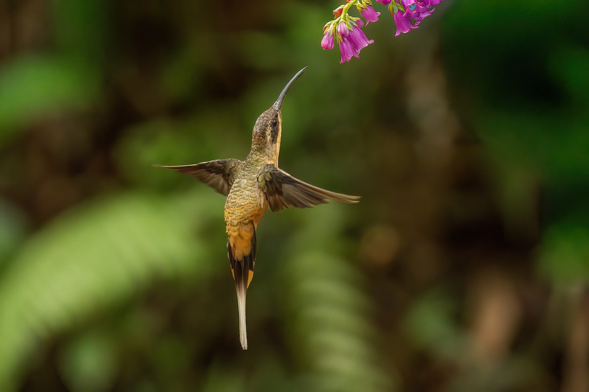 Tawny-bellied Hermit - ML645714069