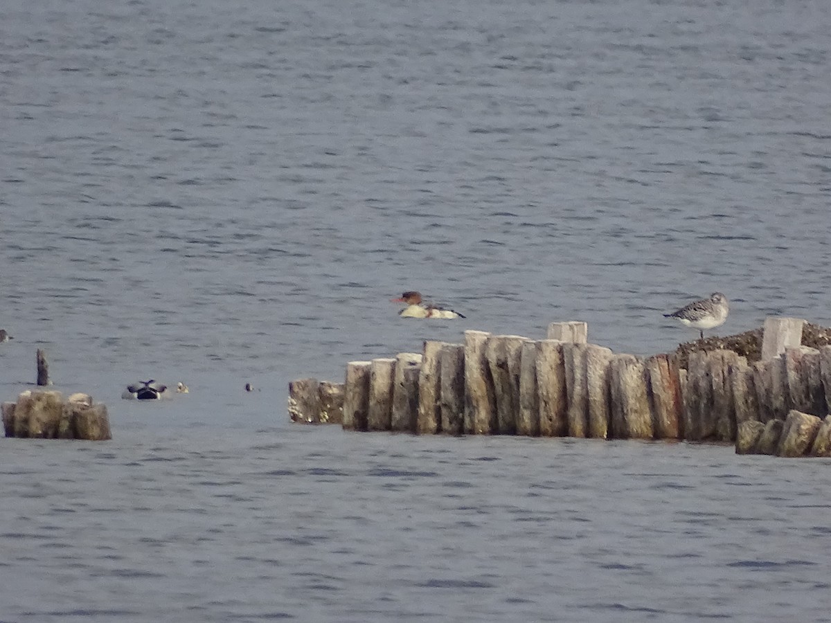 Chorlito Gris - ML645714070