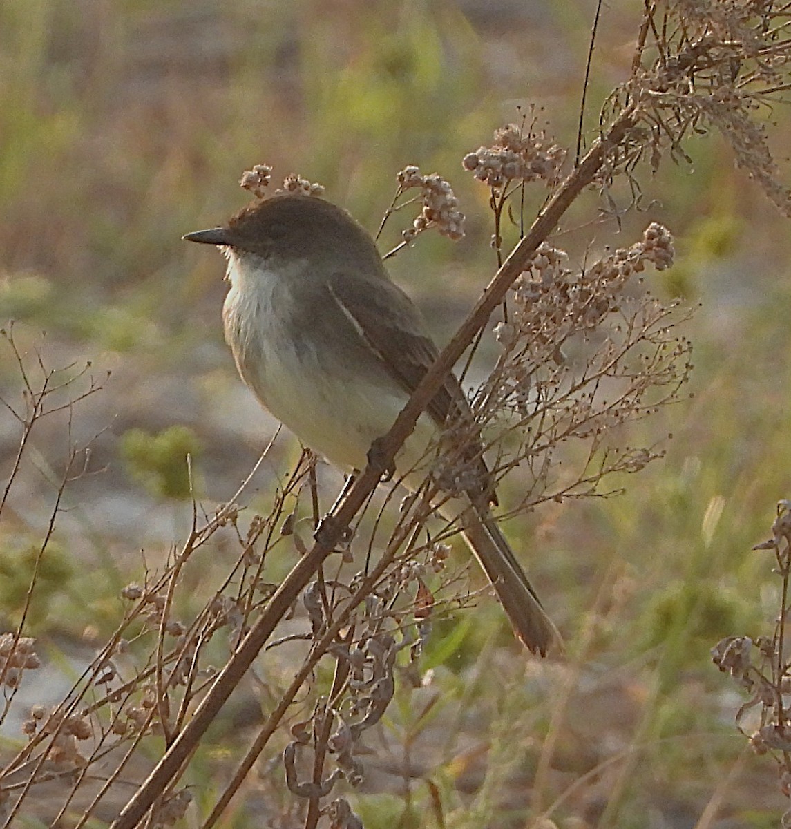 Eastern Phoebe - ML645714080