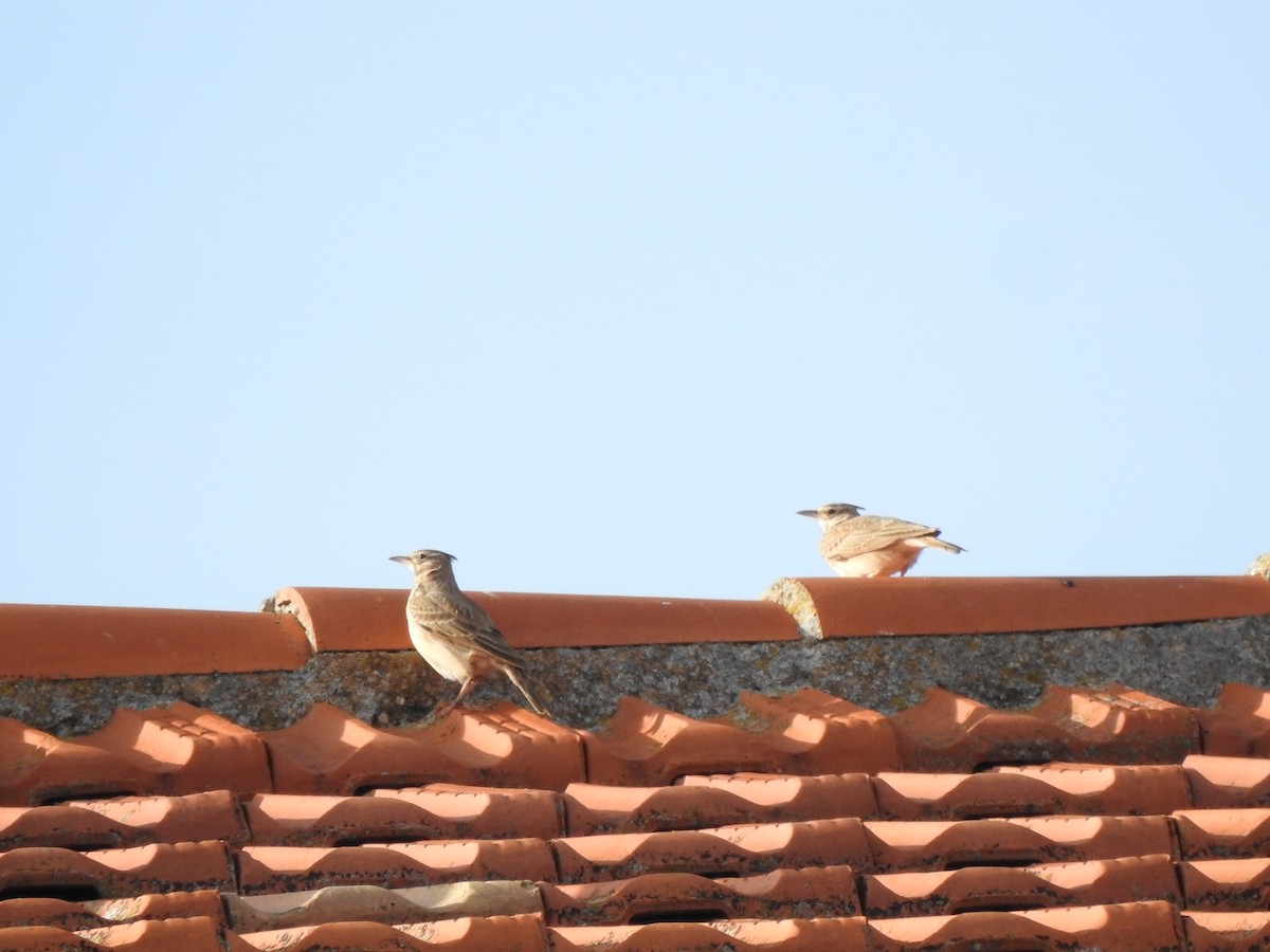 chocholouš obecný - ML645714086