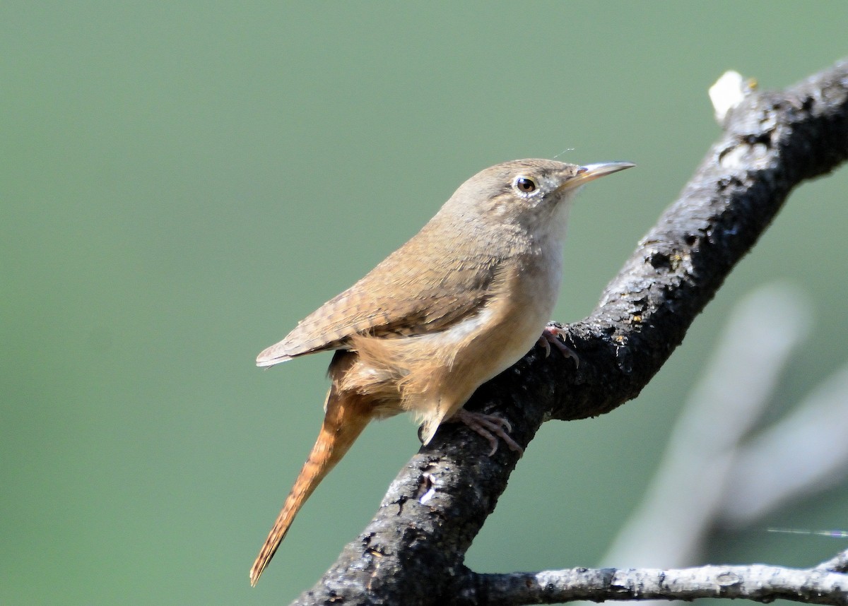 Southern House Wren - ML645714092