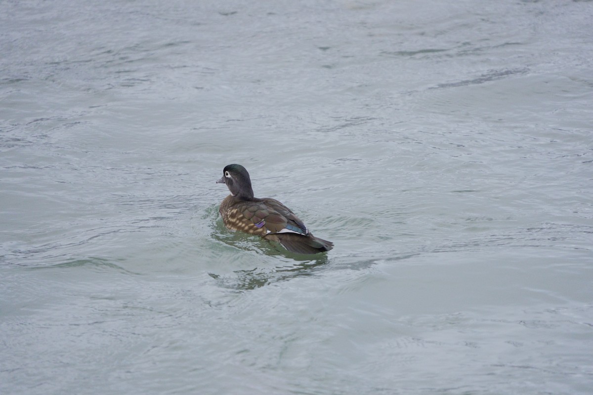 Wood Duck - ML645714093