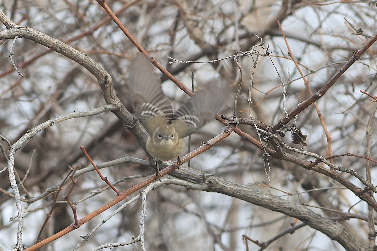 Pine Warbler - ML645714094