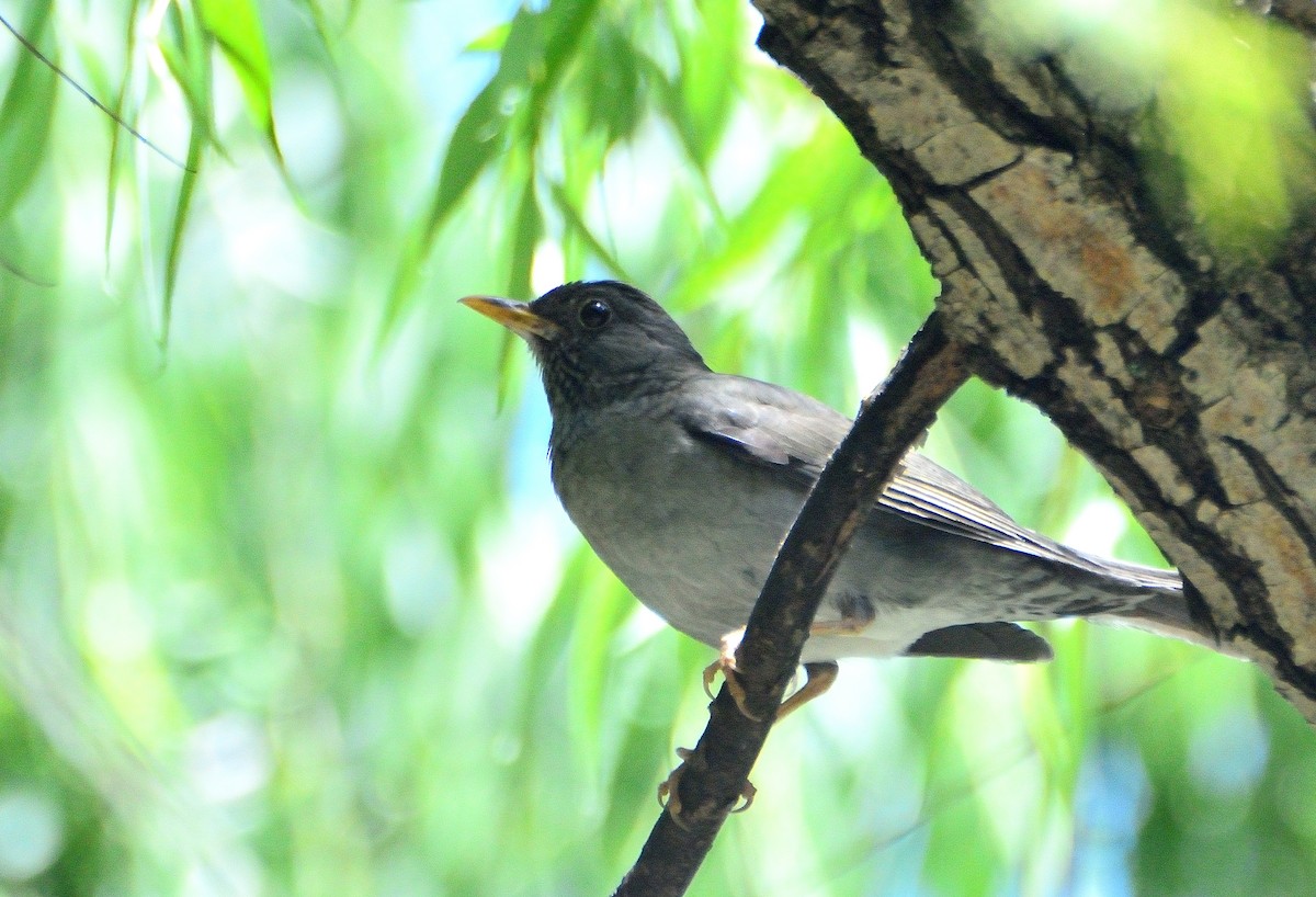 Andean Slaty Thrush - ML645714099