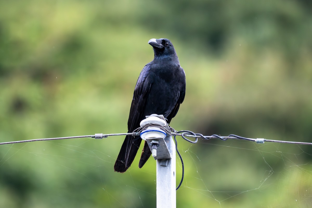 Large-billed Crow - ML645714101