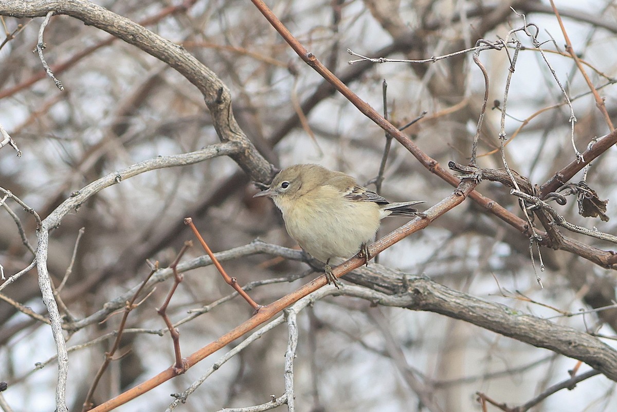 Pine Warbler - ML645714108