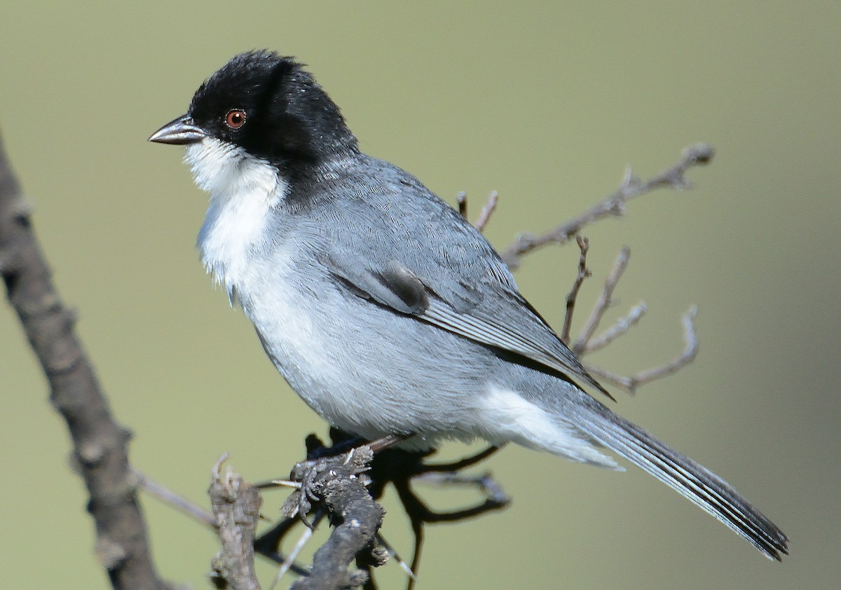 Black-capped Warbling Finch - ML645714110
