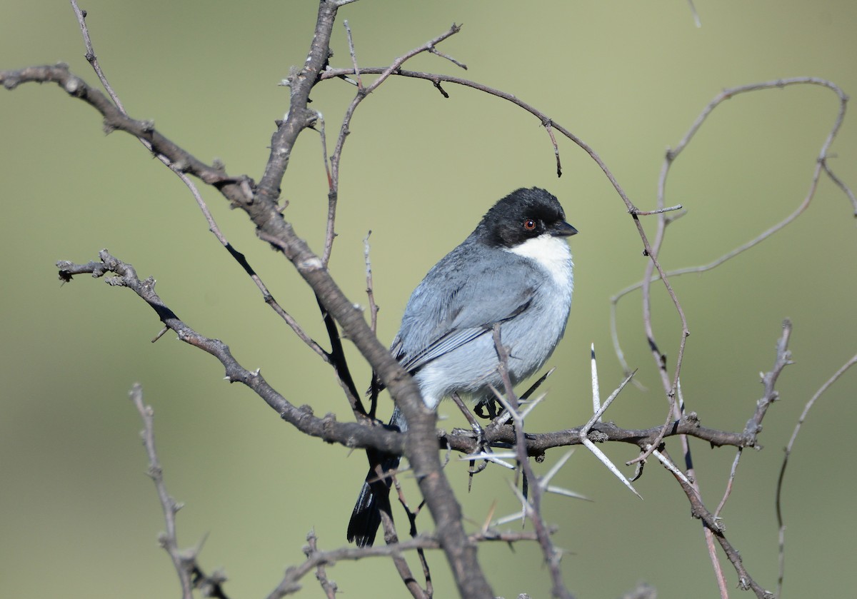 Black-capped Warbling Finch - ML645714111
