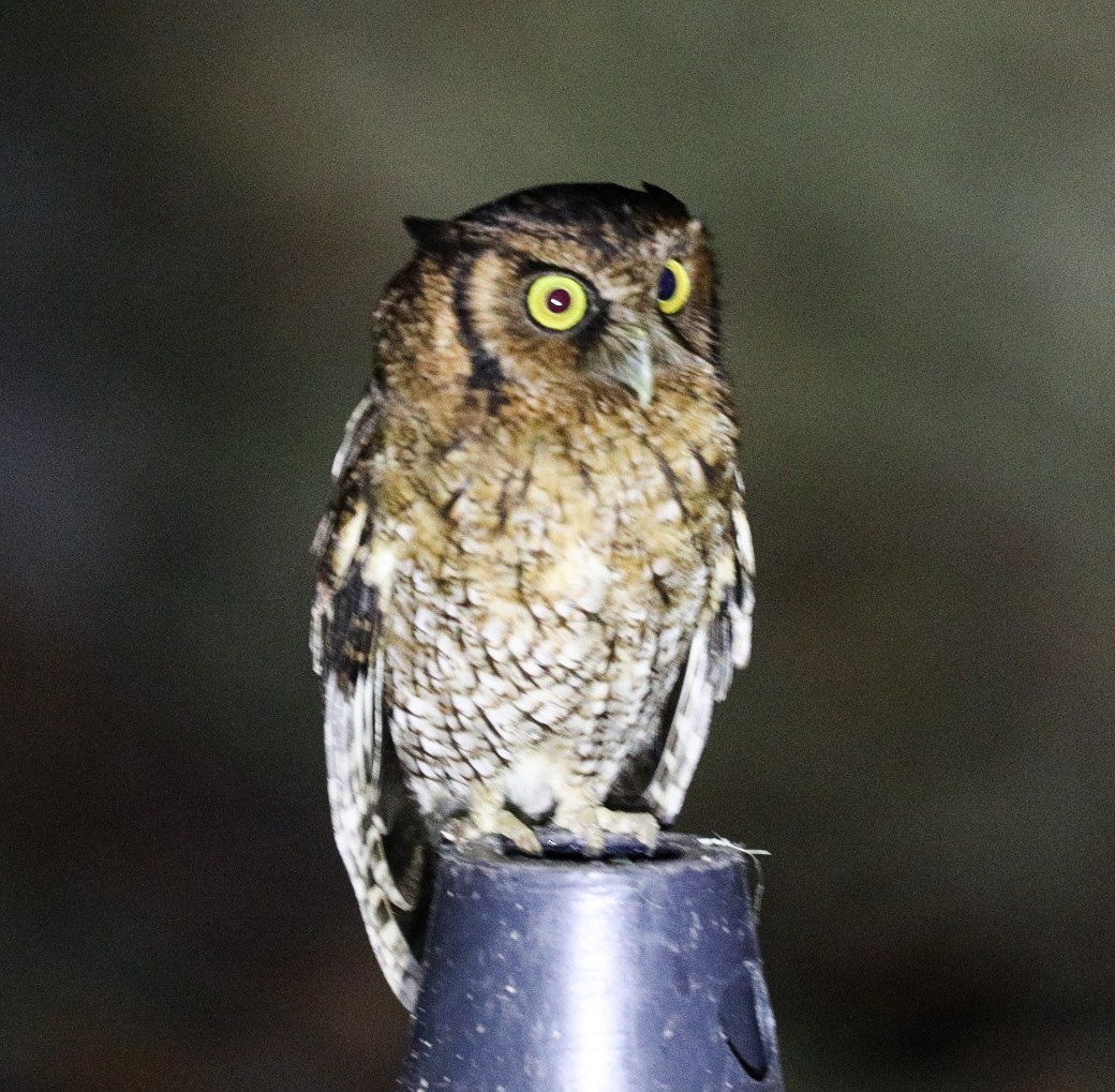 Black-capped Screech-Owl - ML645714113