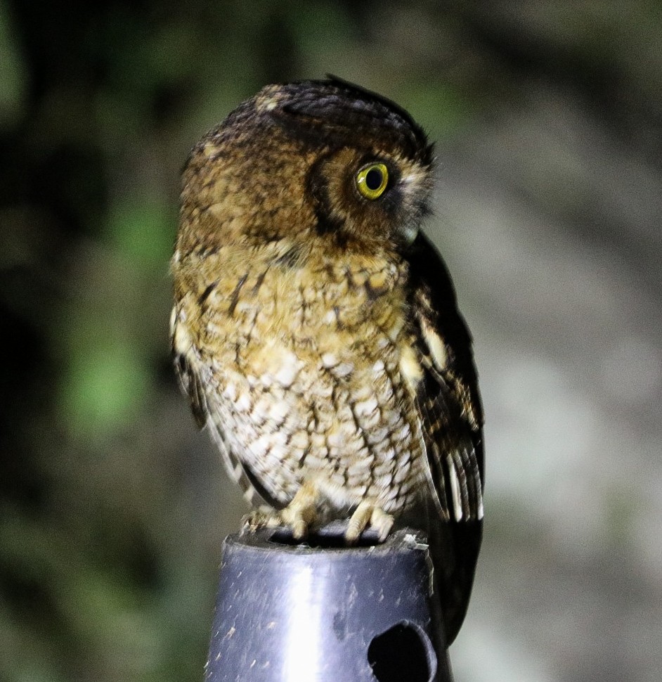 Black-capped Screech-Owl - ML645714114