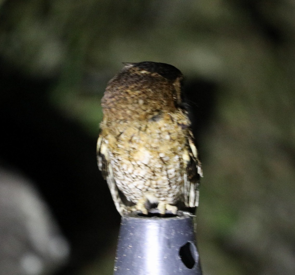 Black-capped Screech-Owl - ML645714115