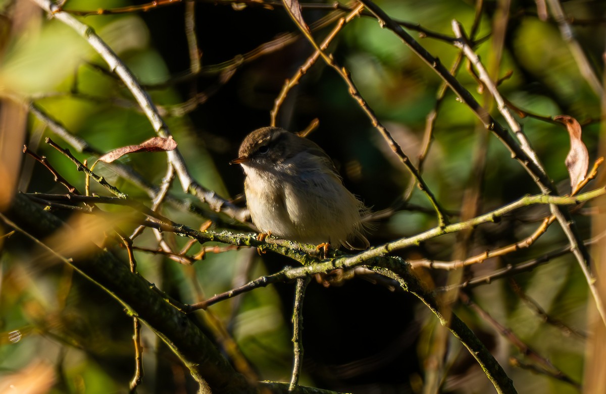 Hume's Warbler - ML645714119