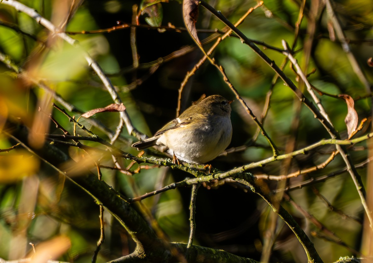 Hume's Warbler - ML645714120