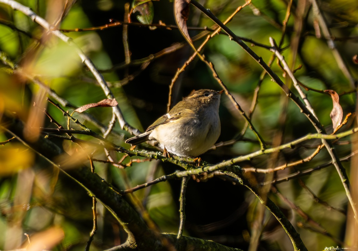 Hume's Warbler - ML645714121