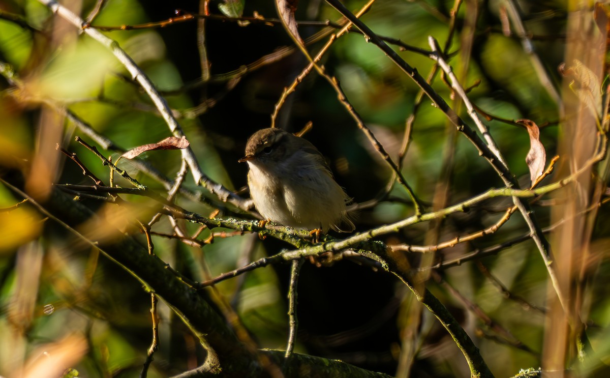 Hume's Warbler - ML645714122