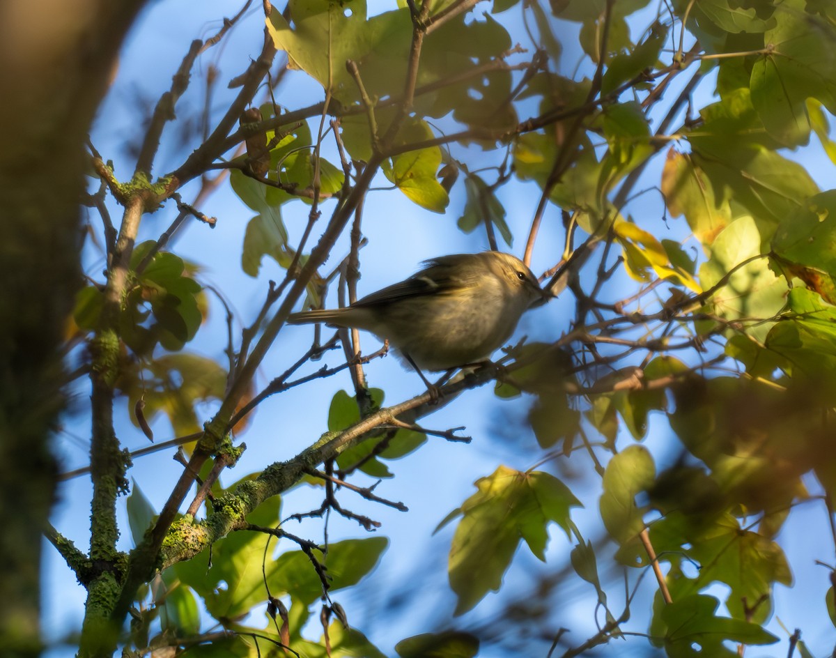 Hume's Warbler - ML645714123