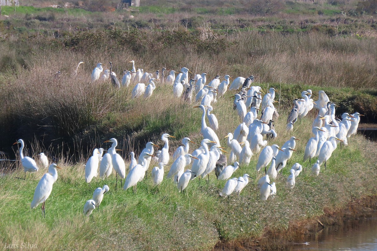 Great Egret - ML645714130