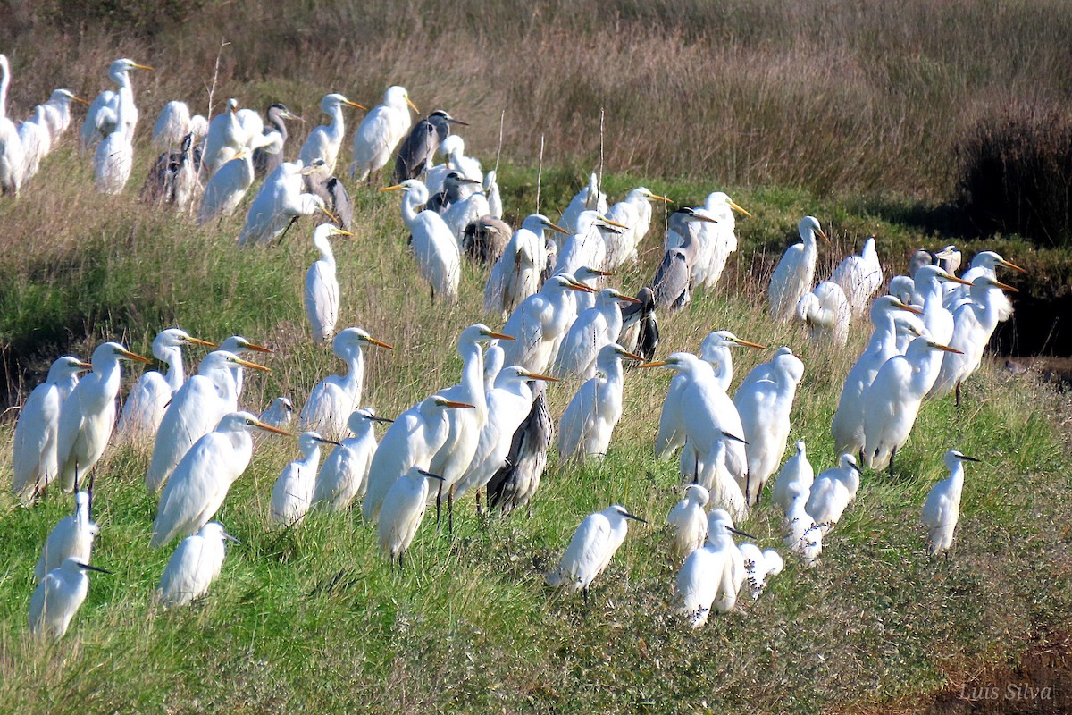 Great Egret - ML645714131