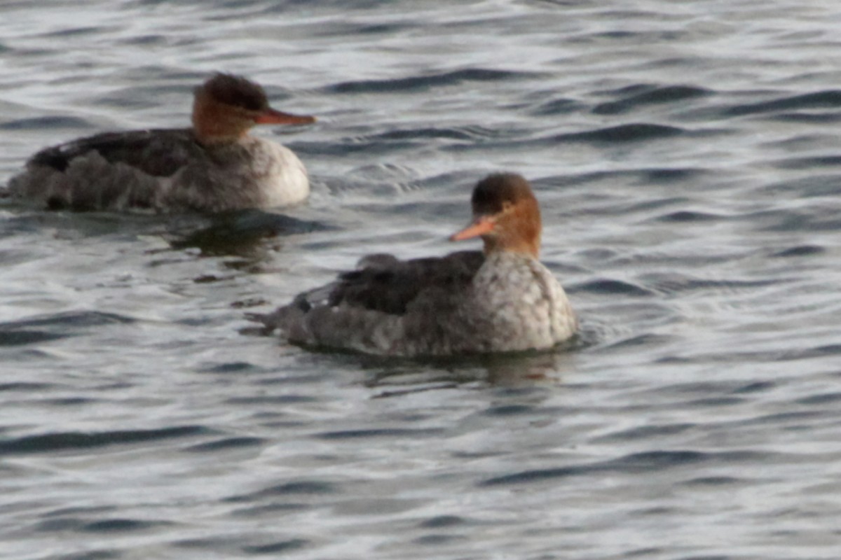 Red-breasted Merganser - ML645714138