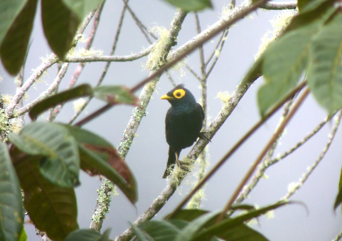 Apo Myna - ML645714140