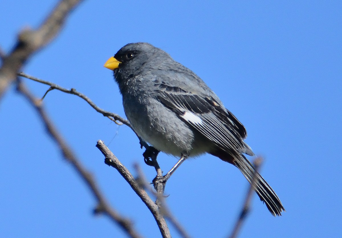 Band-tailed Seedeater - ML645714144
