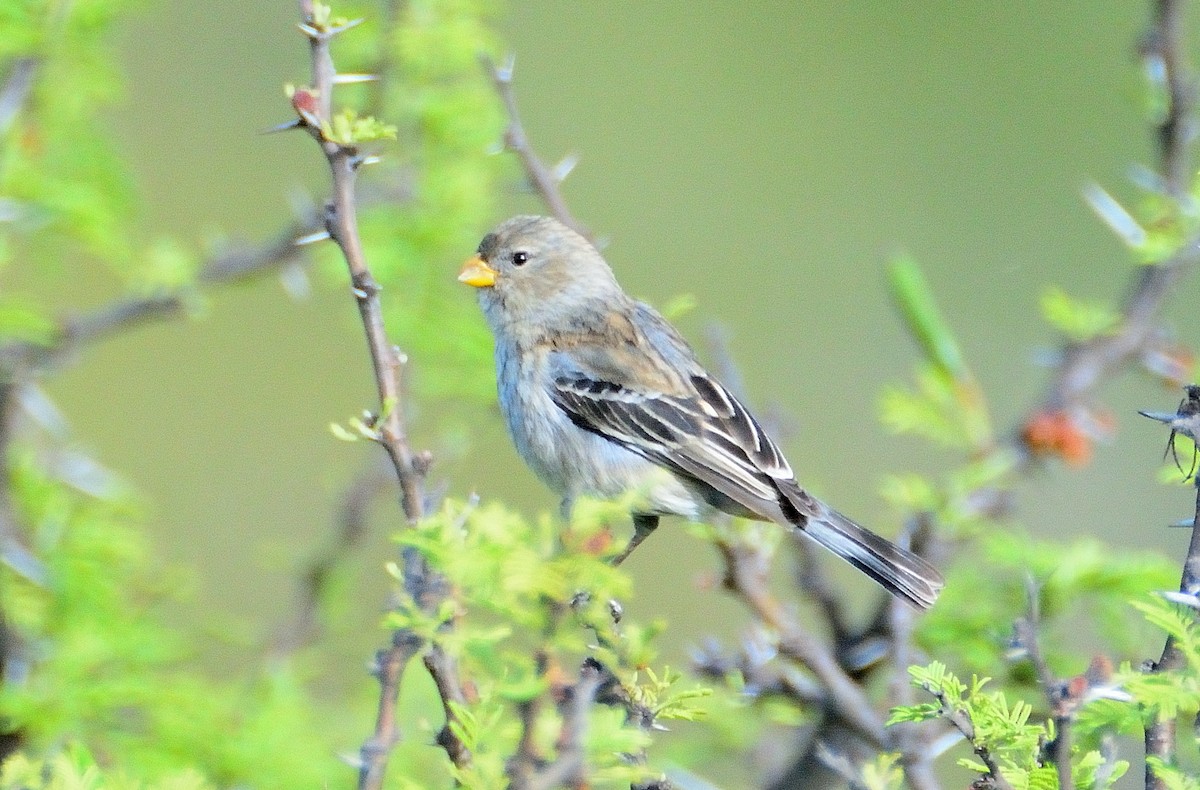 Band-tailed Seedeater - ML645714145