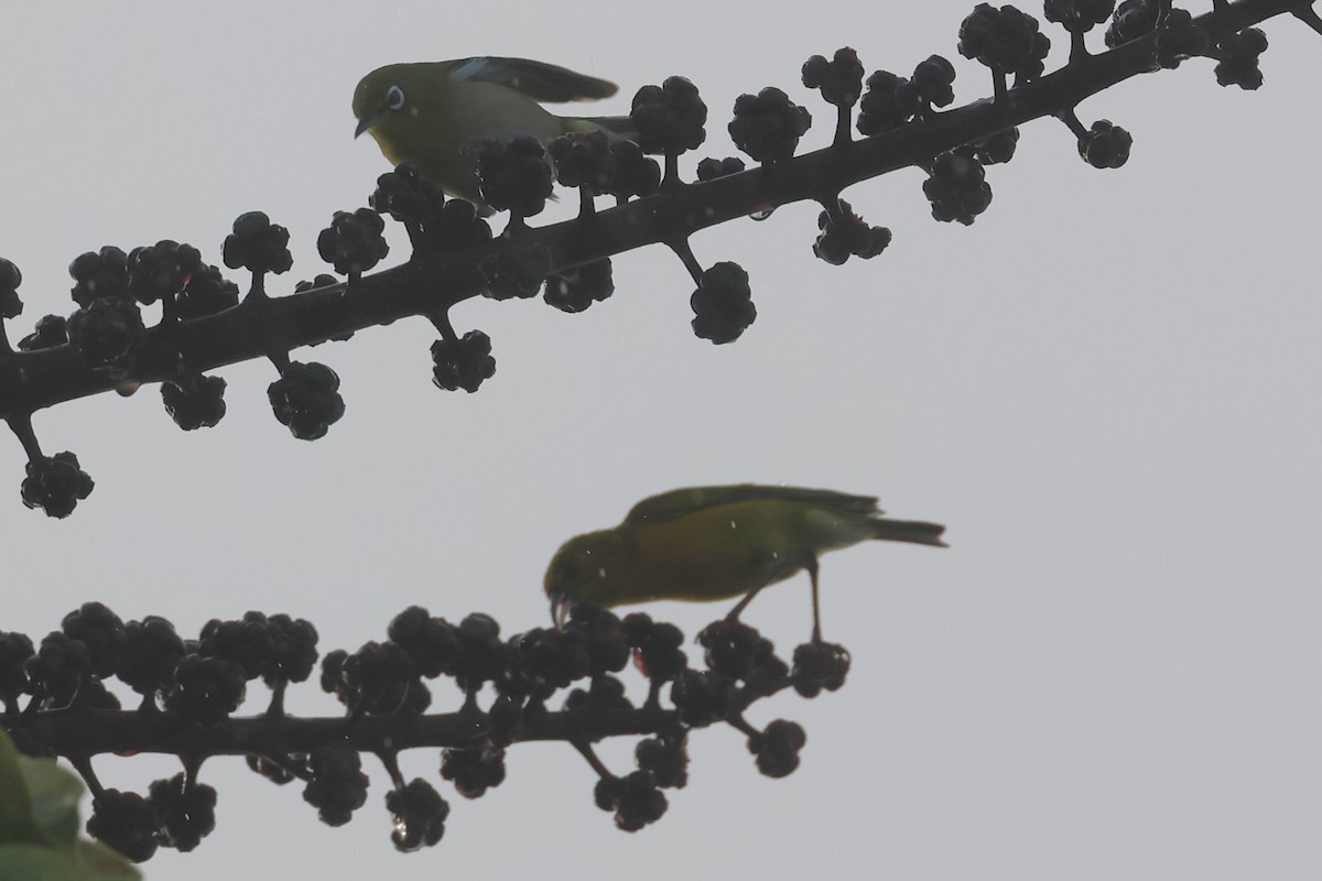 Окулярник японський - ML645714150