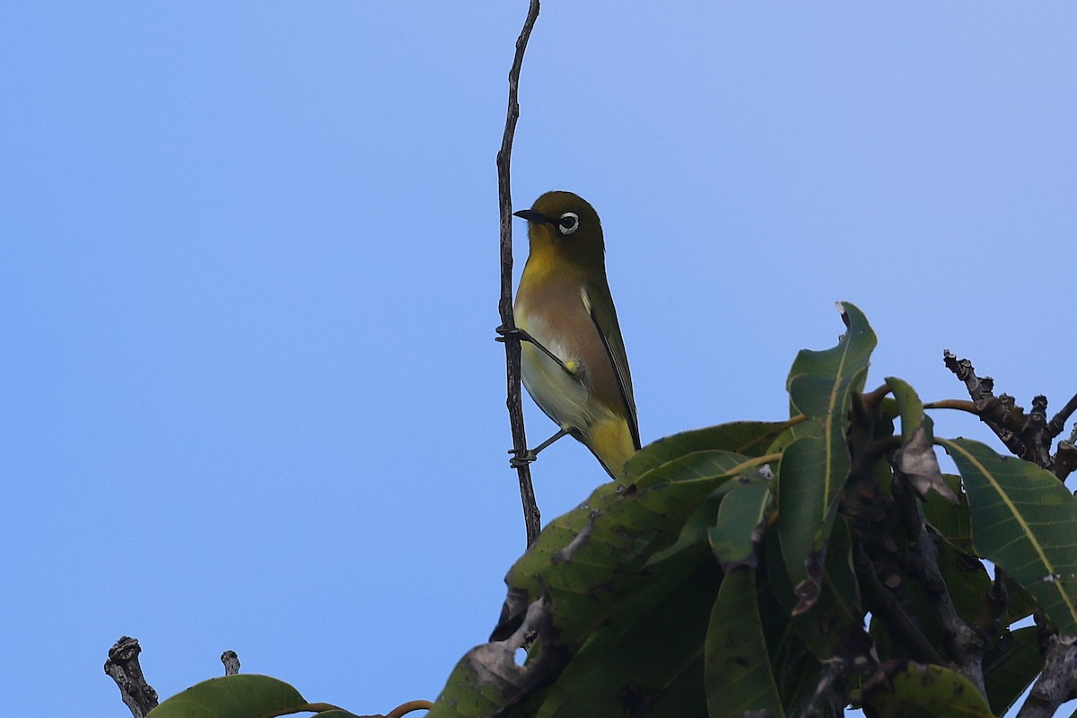 Окулярник японський - ML645714151