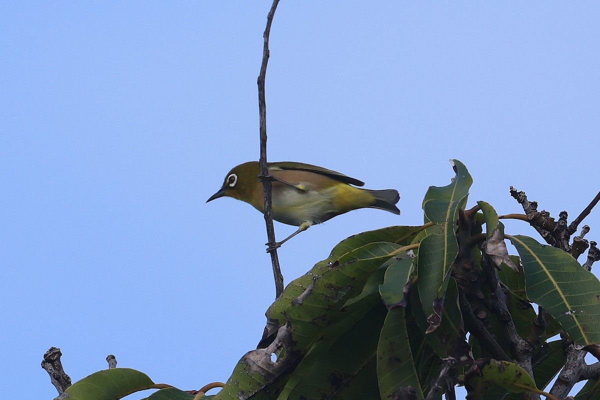 Окулярник японський - ML645714152