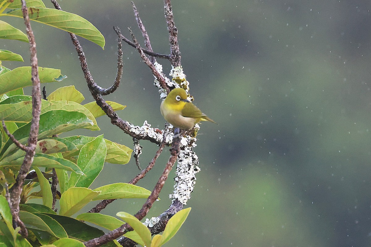 Окулярник японський - ML645714153
