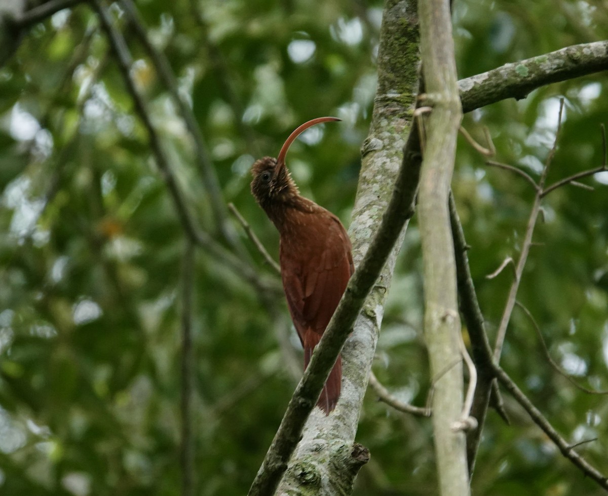 Red-billed Scythebill - ML645714167