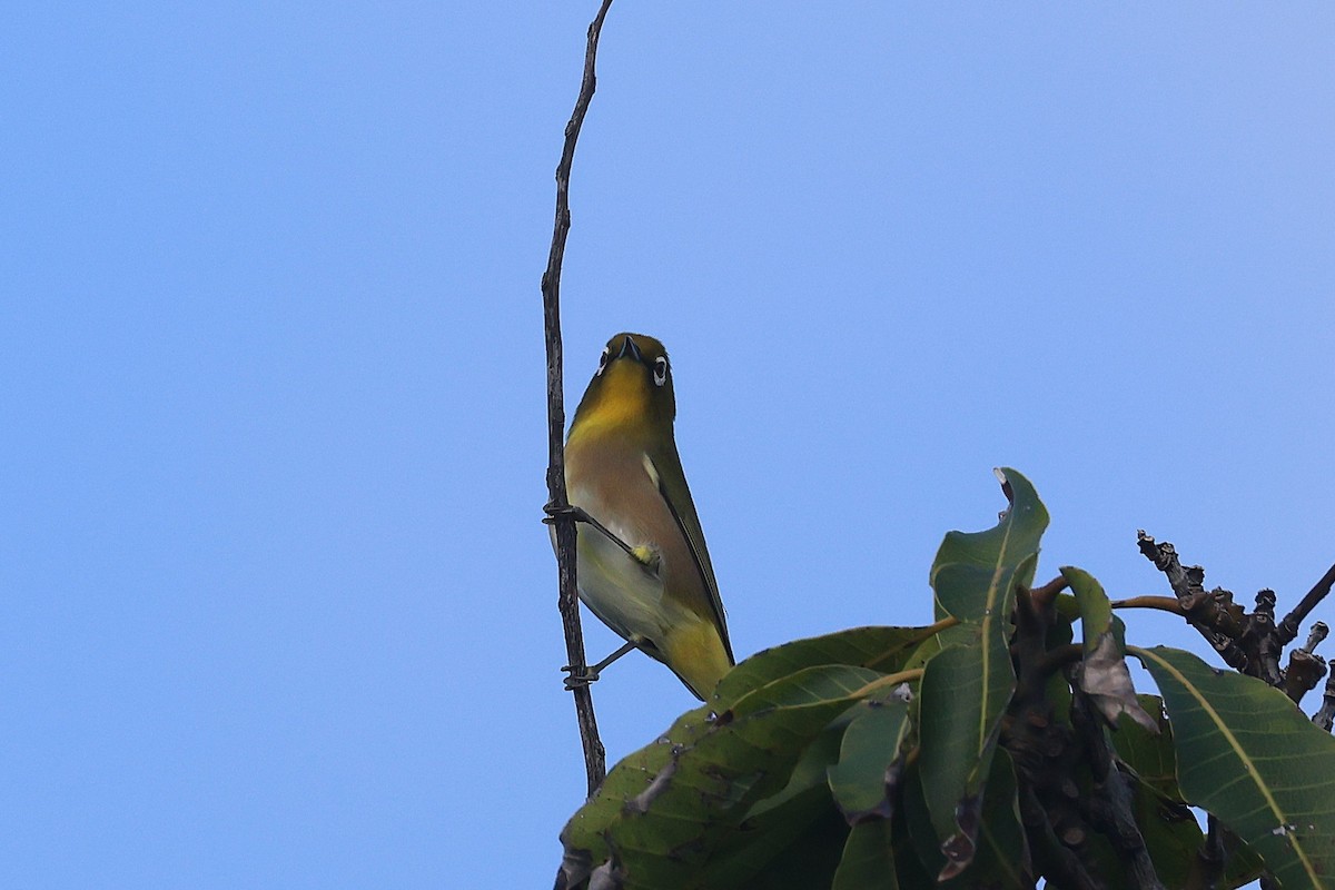 Окулярник японський - ML645714176